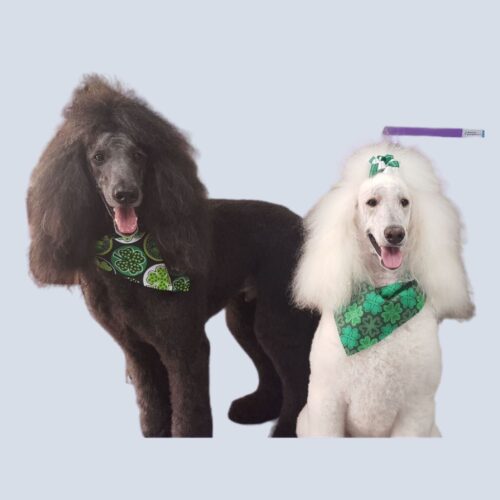 DawgyStyle Grooming Portfolio