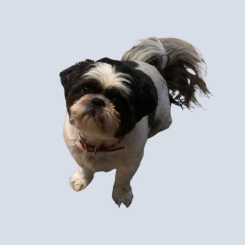 DawgyStyle Grooming Portfolio