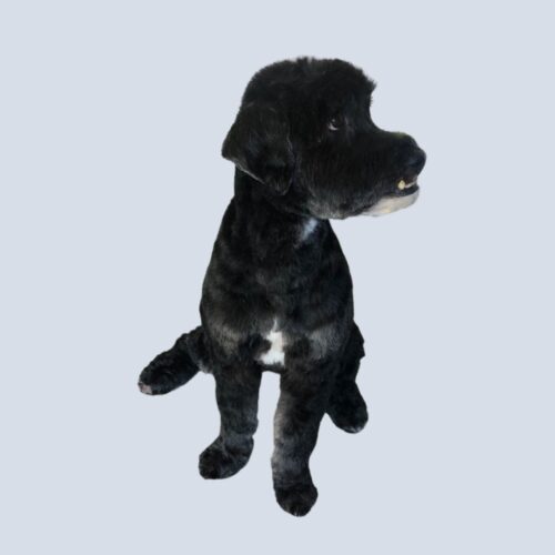 DawgyStyle Grooming Portfolio