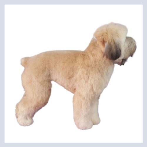 DawgyStyle Grooming Portfolio