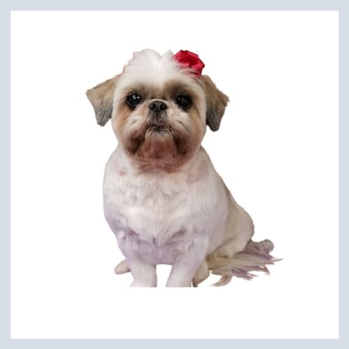 DawgyStyle Grooming Portfolio