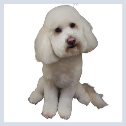 DawgyStyle Grooming Portfolio