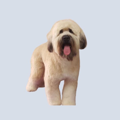 DawgyStyle Grooming Portfolio