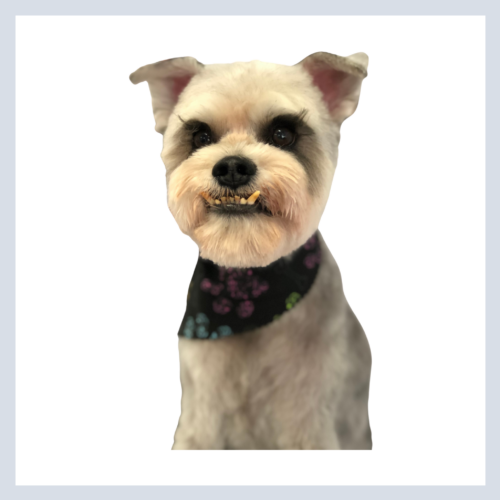 DawgyStyle Grooming Portfolio