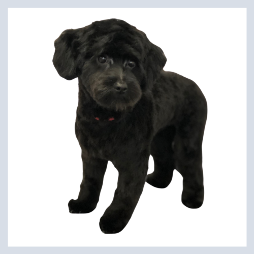 DawgyStyle Grooming Portfolio