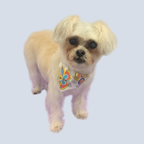 DawgyStyle Grooming Portfolio