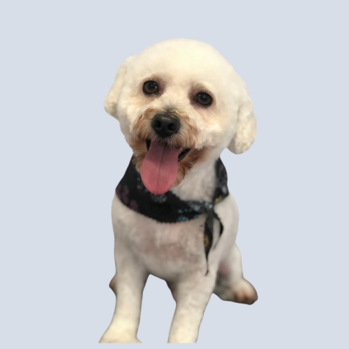 DawgyStyle Grooming Portfolio