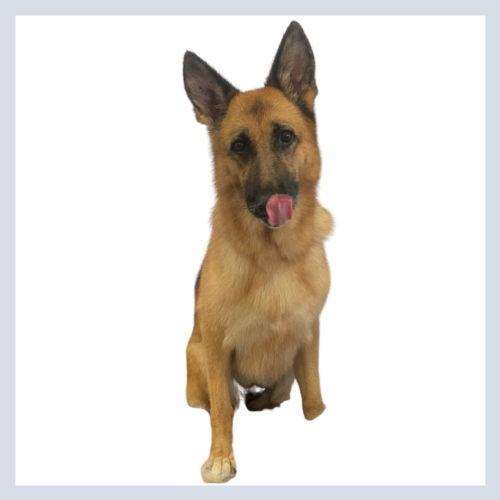 DawgyStyle Grooming Portfolio